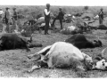 Bekämpning av boskapspest