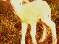 Nyfödda lamm, känsliga