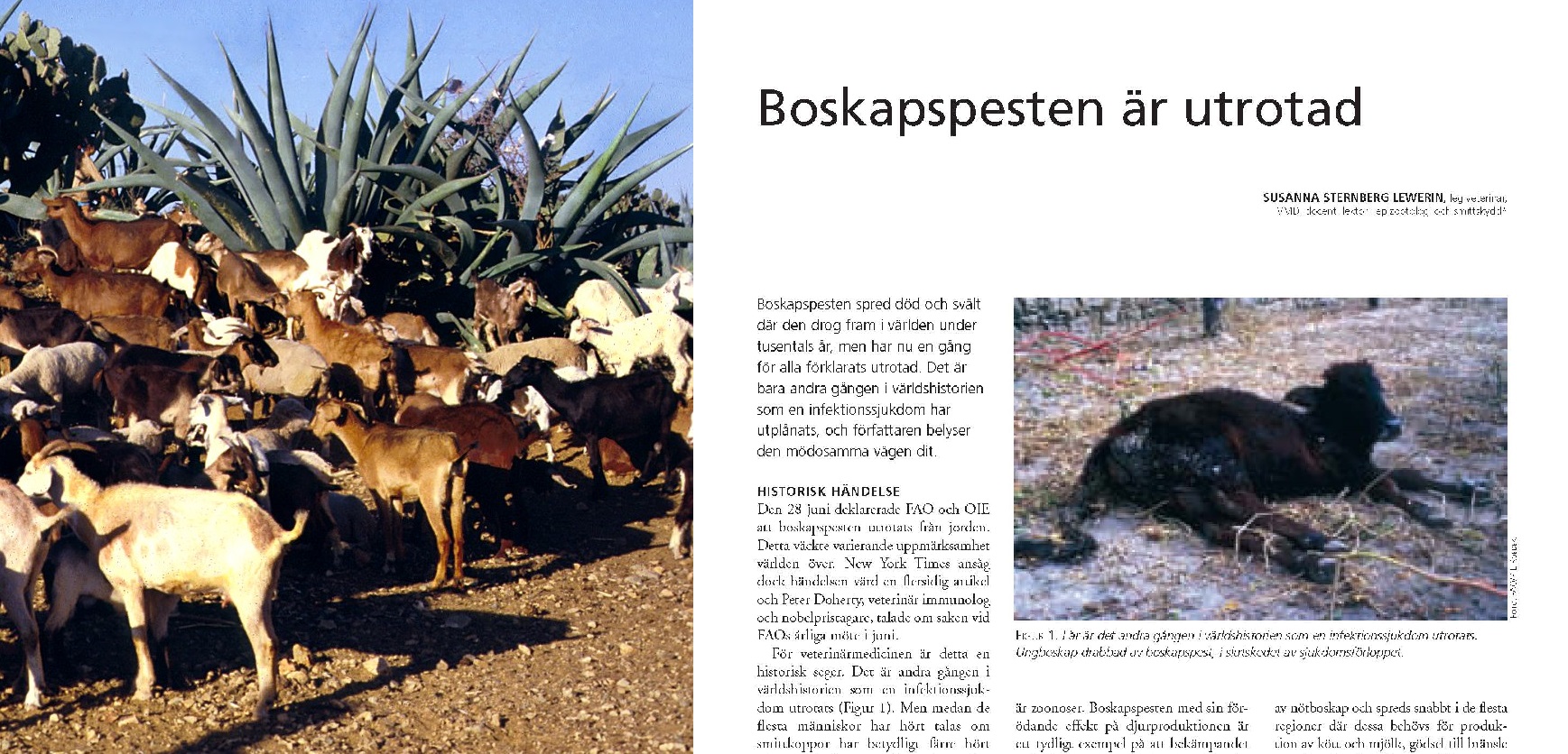 Till vänster en flock getter på stenig mark med kaktusliknande växter, till höger en tidningsartikel om att boskapspesten är utrotad.