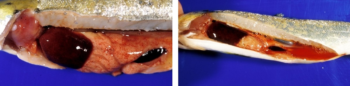 Två bilder av buköppnad laxfisk med påverkade inre organ