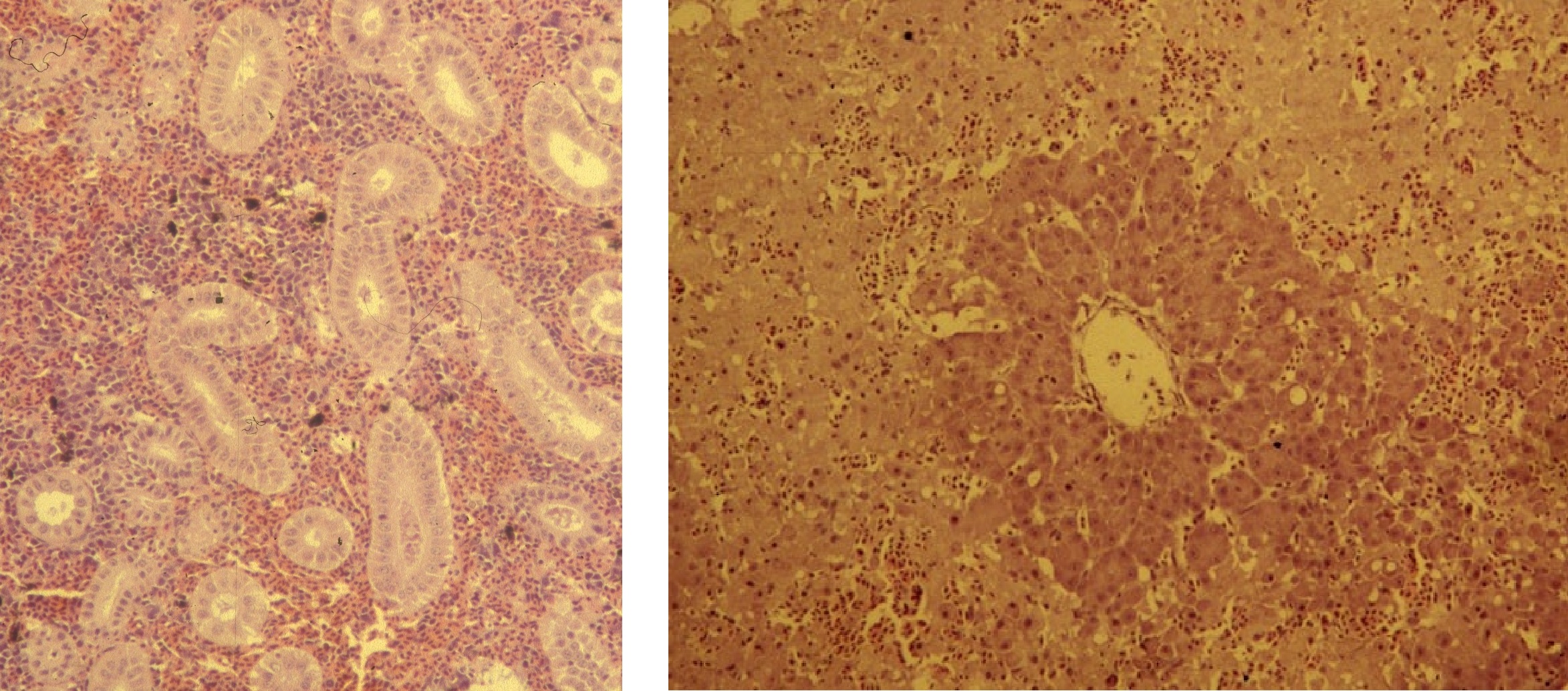 Bilder av histologiska vävnadsbilder från fisk