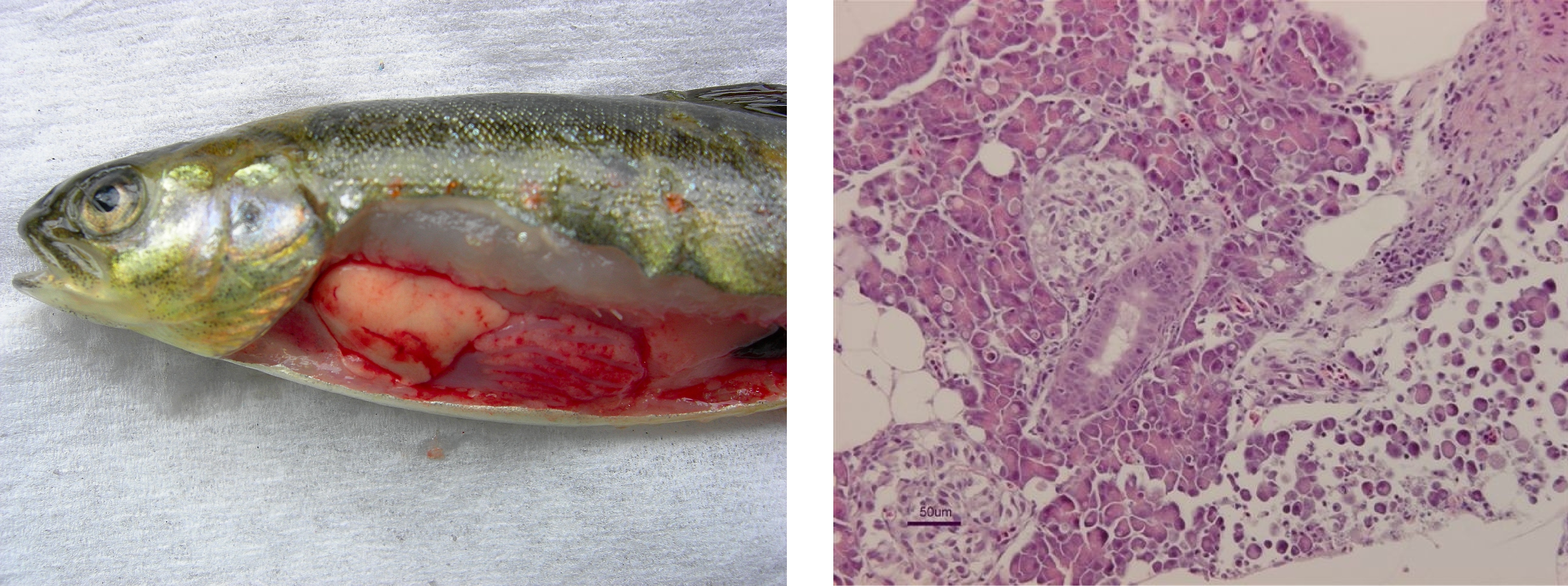 vänster fisk med synliga inre organ, höger: histologisk bild av pankreas från fisk
