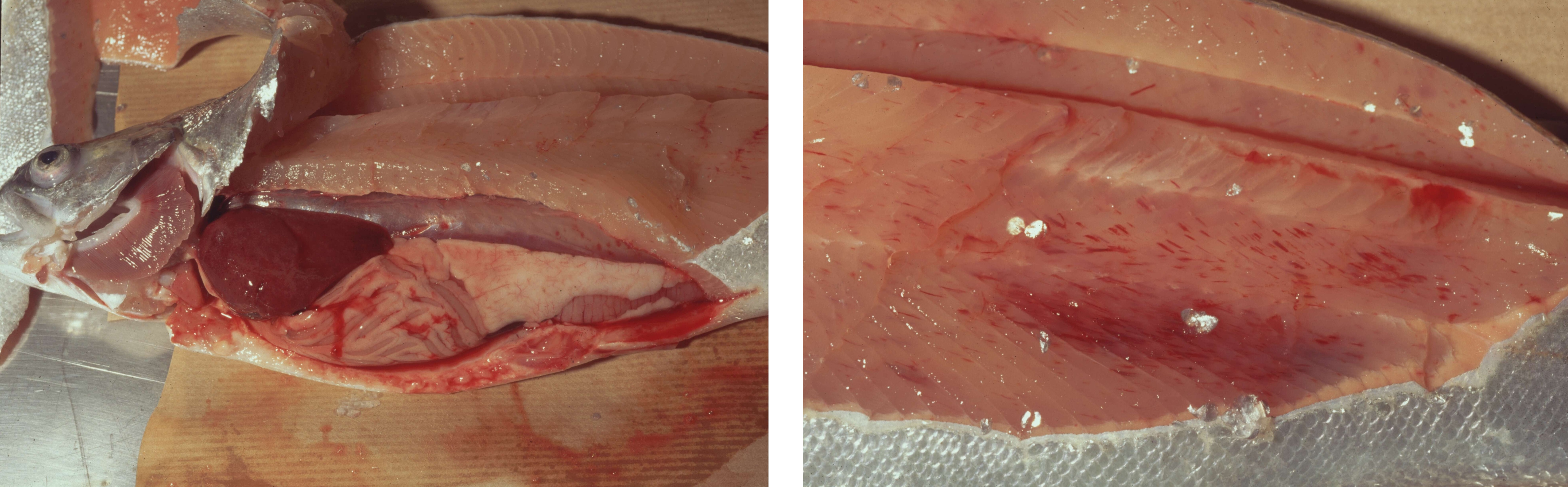 vänster: öppnad fisk med bleka inre organ, höger: fiskmuskulatur med blödningar