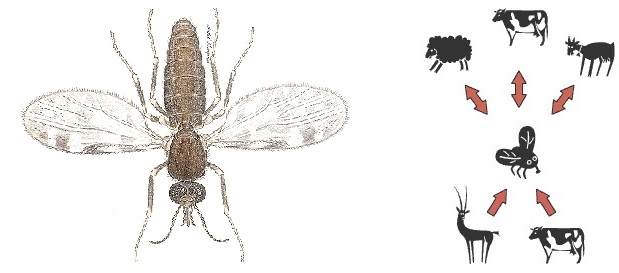 vänster: ett tecknat svidknott, höger: illustration av smittvägar till och från svidknott vidare till idisslare
