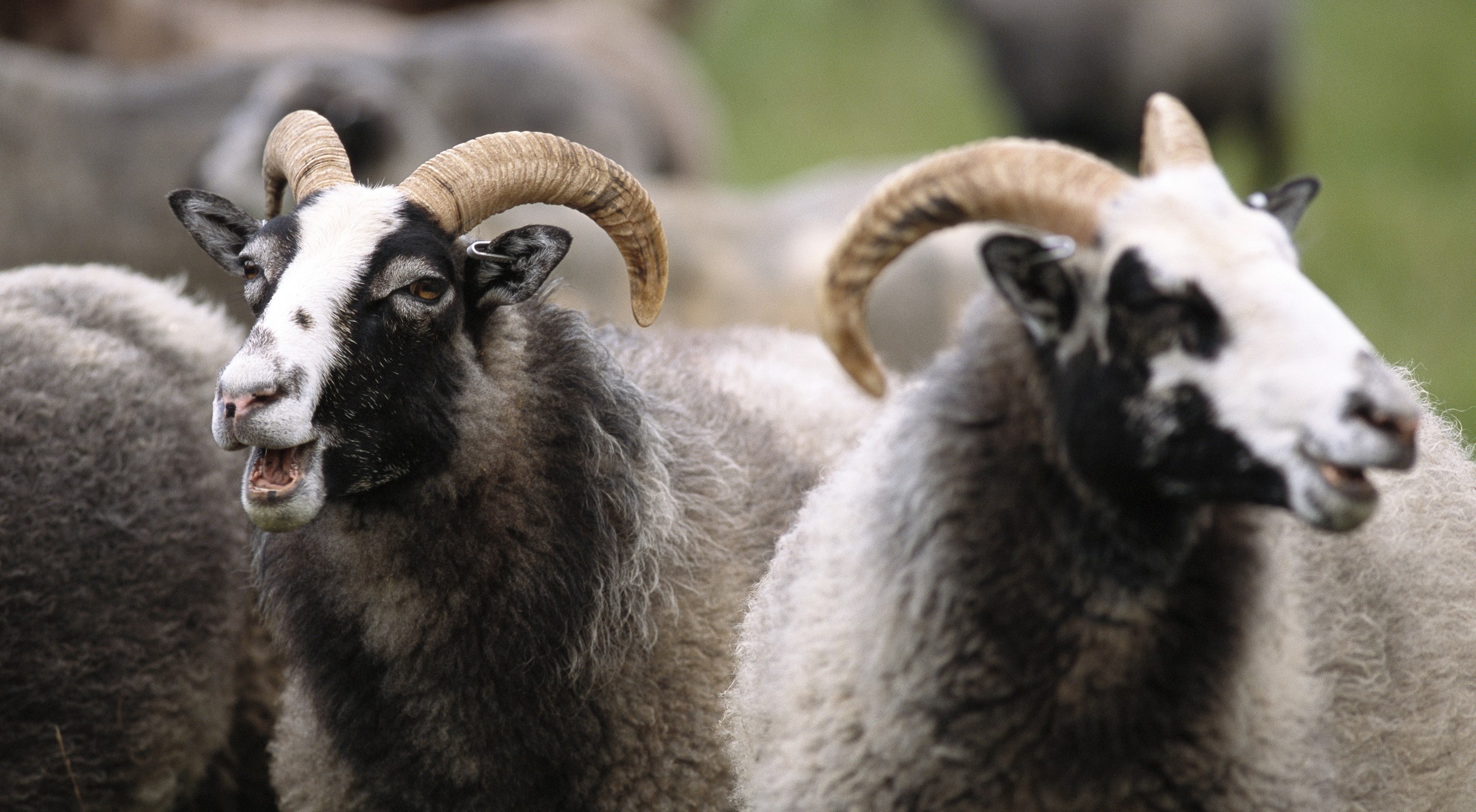 Två behornade gutefår bräker i sin flock.