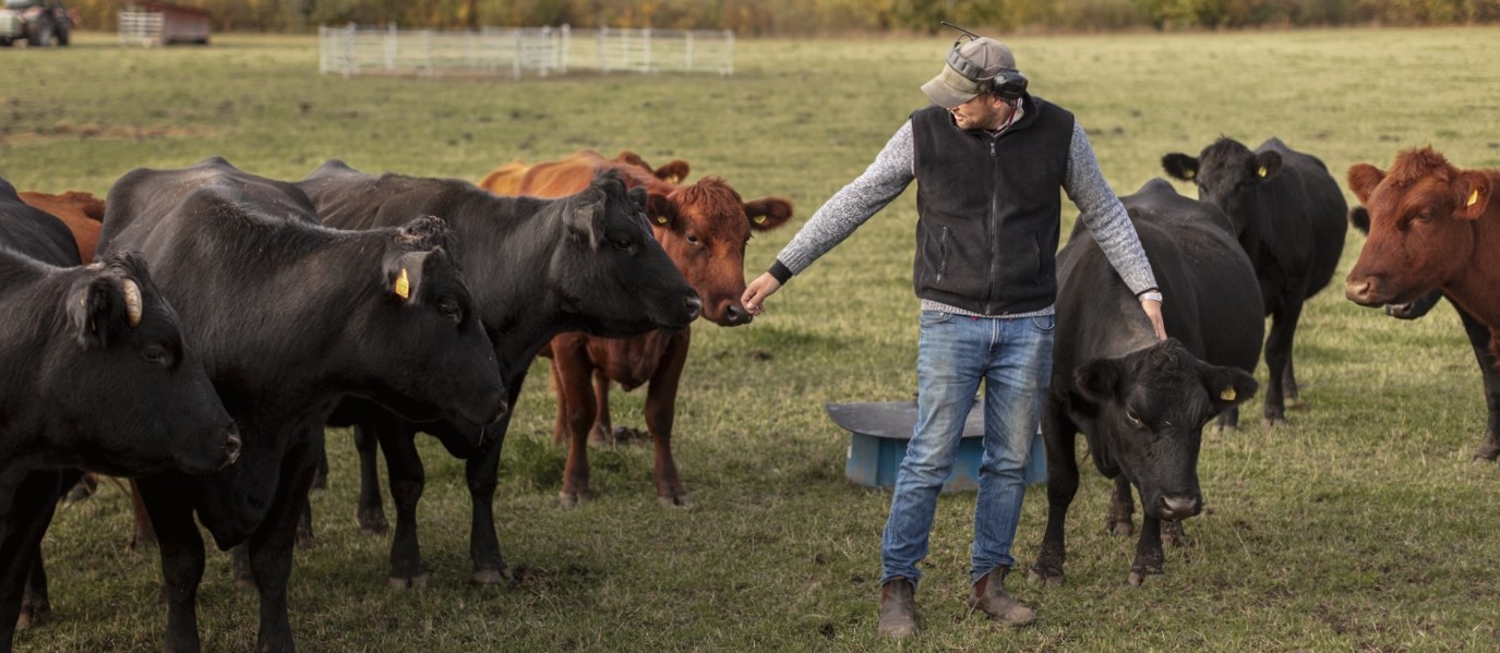 En djurägare i jeans och hörselskydd står mitt i en flock av aberdeen angus-djur.