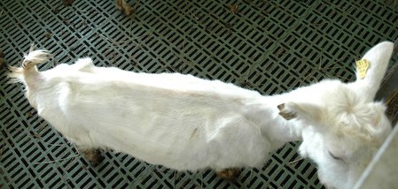 En vit, mager get