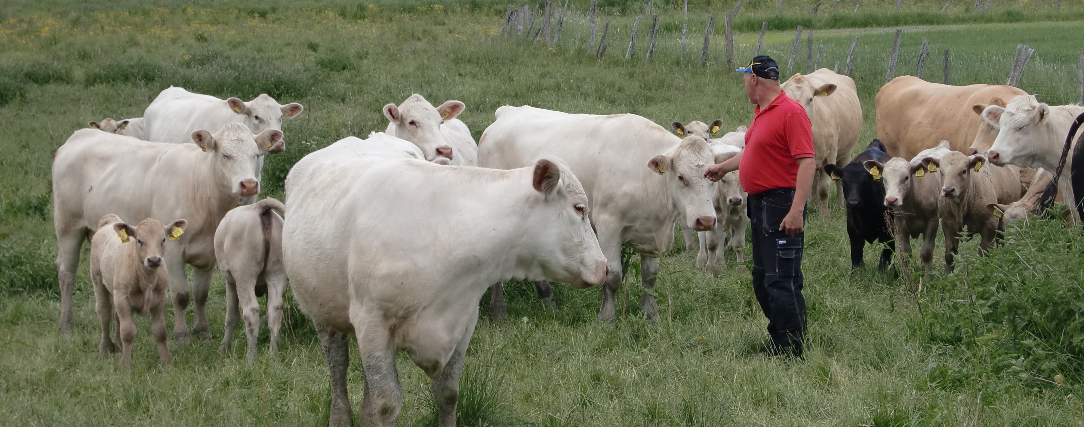 Bonden står i beteshagen vid en flock med kor och kalvar köttras.