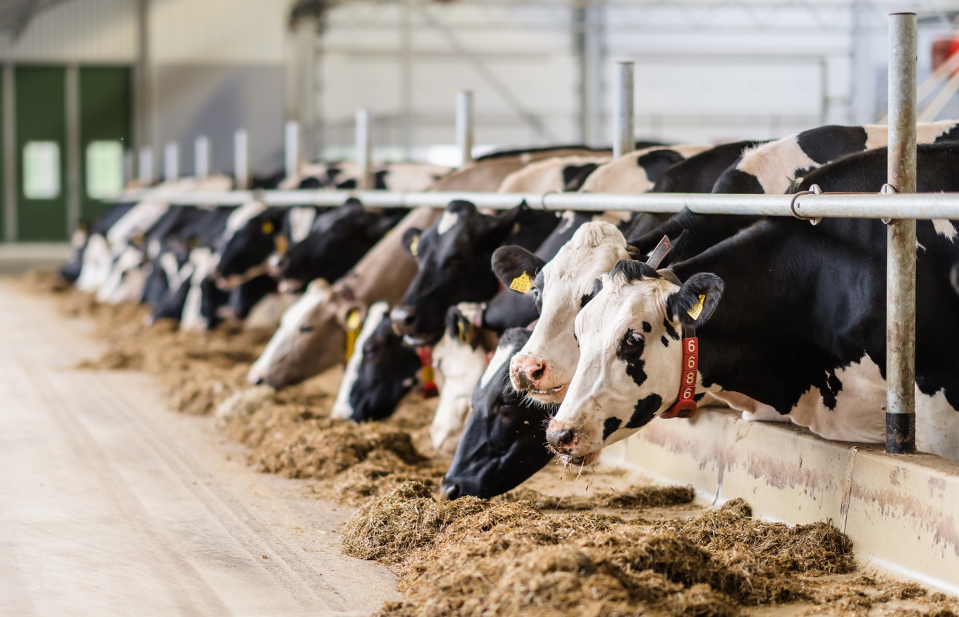 Många kor står vid foderbordet och äter ensilage.