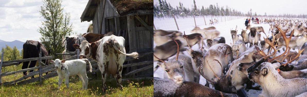 Fjällkor vid en fäbod och på en annan bild en renflock i snö