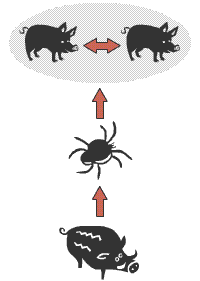 Illustration över smittväg från vildsvin via fästing till tamgrisar