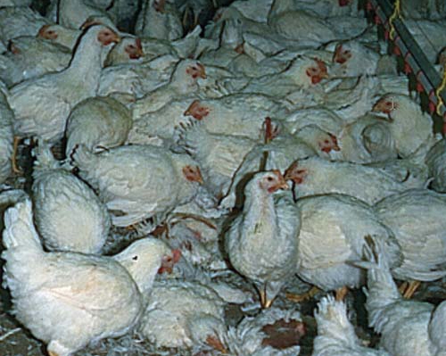 En flock vita hönor varav några ligger döda på marken